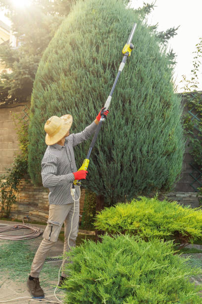 Tree Health Inspection in Gloucester Point, VA